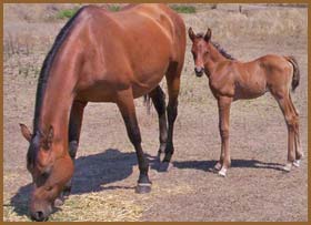 Charaway Martika - Arabian Brood Mare